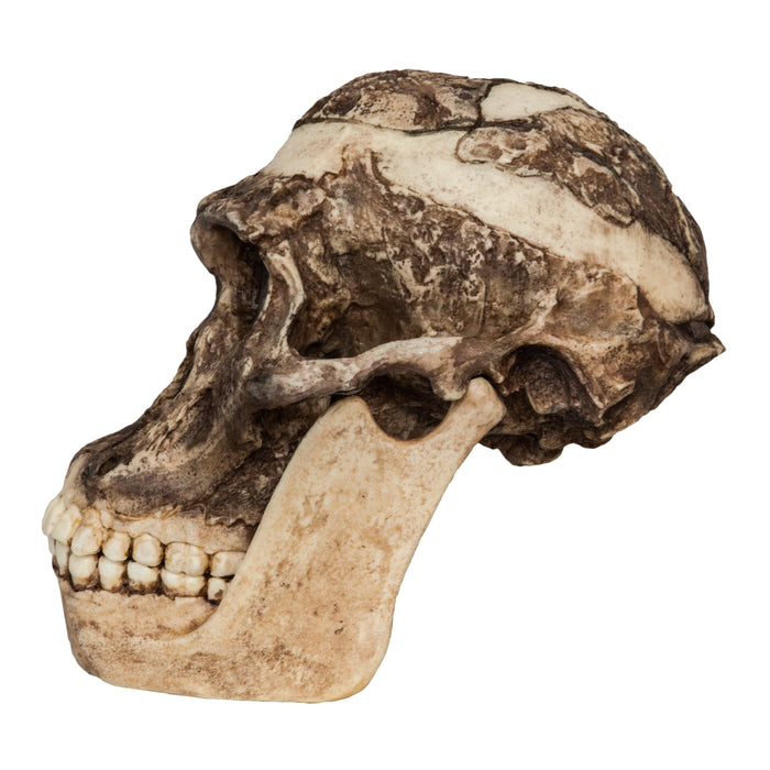 Replica Mrs. Ples STS 5 Skull and Jaw