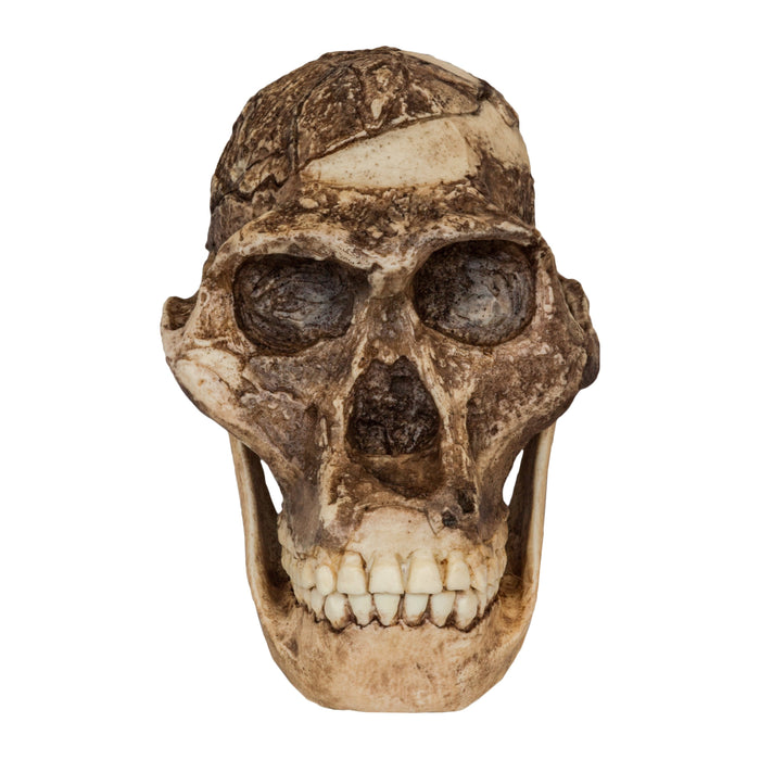 Replica Mrs. Ples STS 5 Skull and Jaw