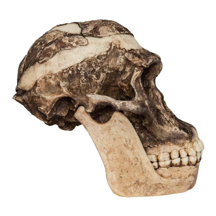 Replica Mrs. Ples STS 5 Skull and Jaw