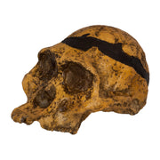 Replica Mrs. Ples STS 5 Skull
