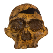 Replica Mrs. Ples STS 5 Skull