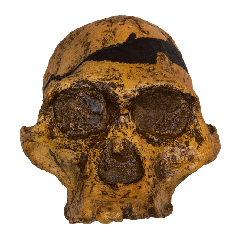 Replica Mrs. Ples STS 5 Skull