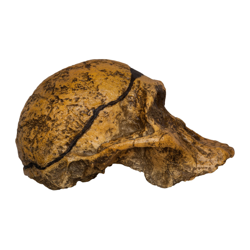 Replica Mrs. Ples STS 5 Skull