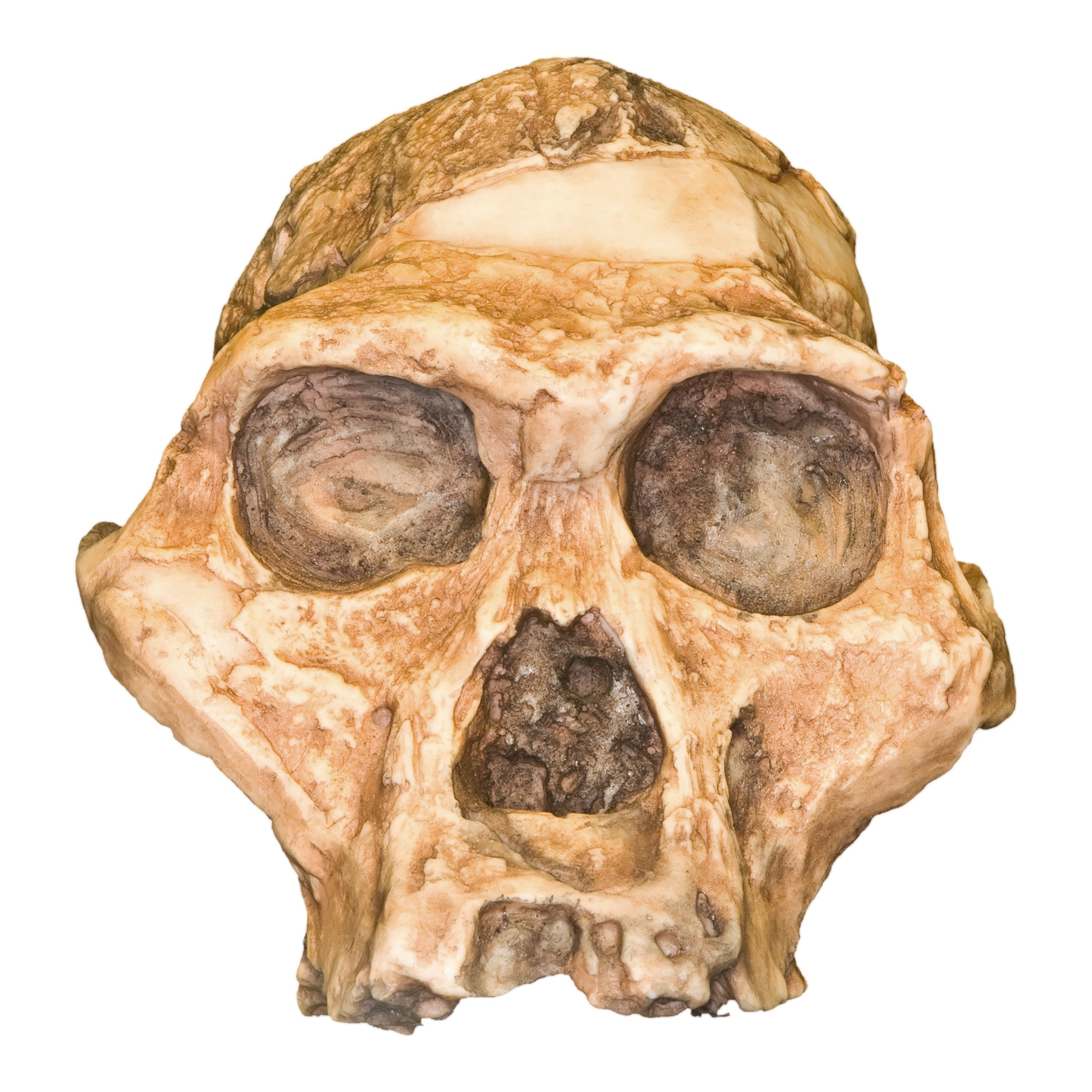 Replica Mrs. Ples STS 5 Skull For Sale — Skulls Unlimited