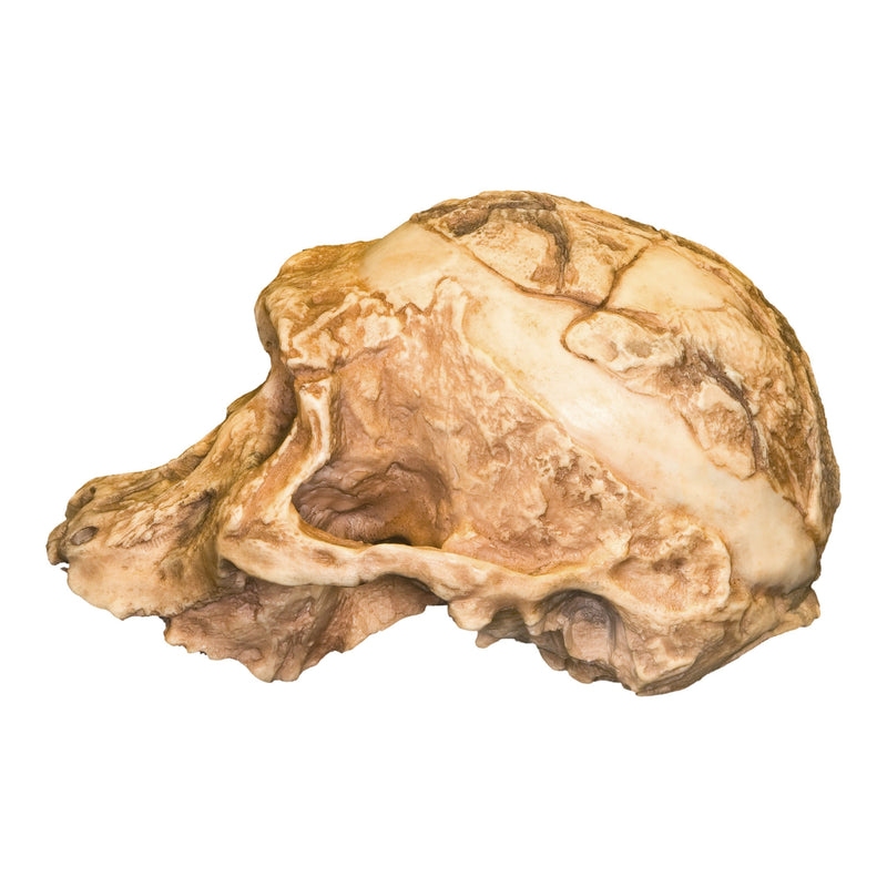 Replica Mrs. Ples STS 5 Skull