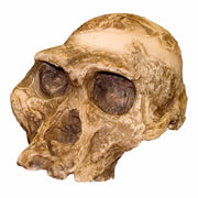 Replica Mrs. Ples STS 5 Skull