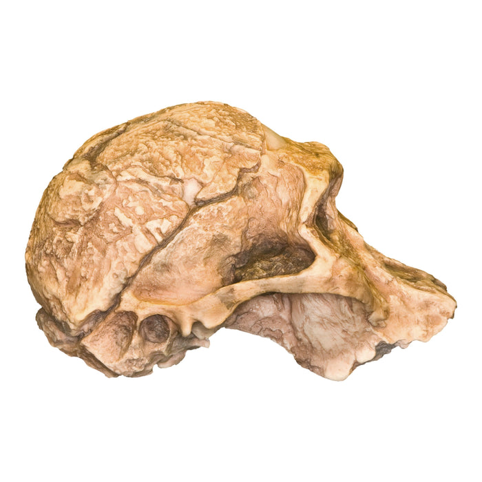 Replica Mrs. Ples STS 5 Skull