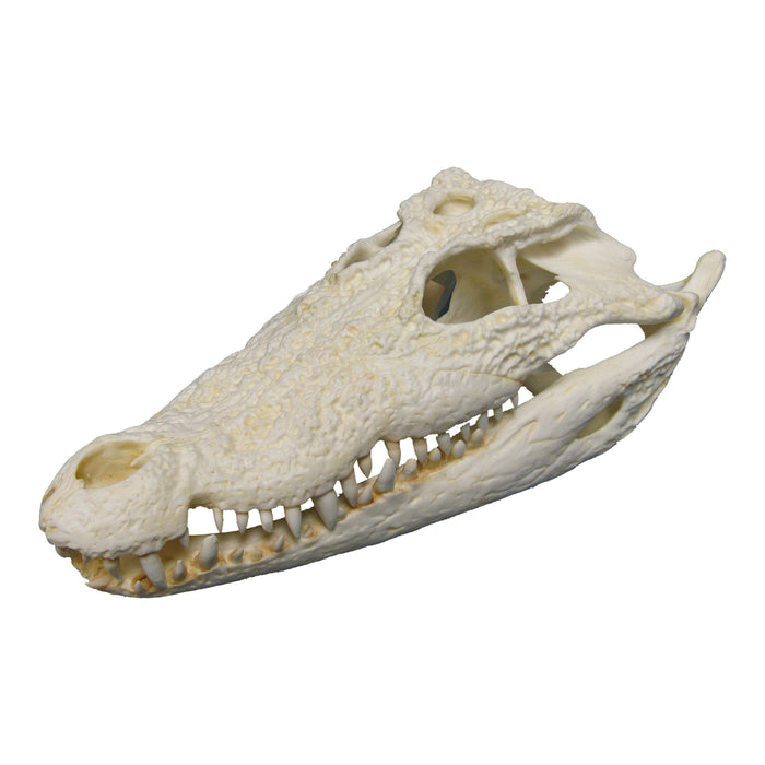 Replica Mugger Crocodile Skull