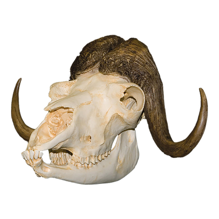 Replica Musk Ox Skull