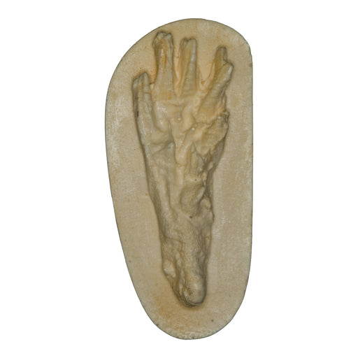 Replica Muskrat Negative Footprint