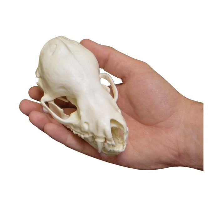 Replica Cave Myotis Bat Skull
