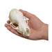 Replica Cave Myotis Bat Skull (8:1 Scale)
