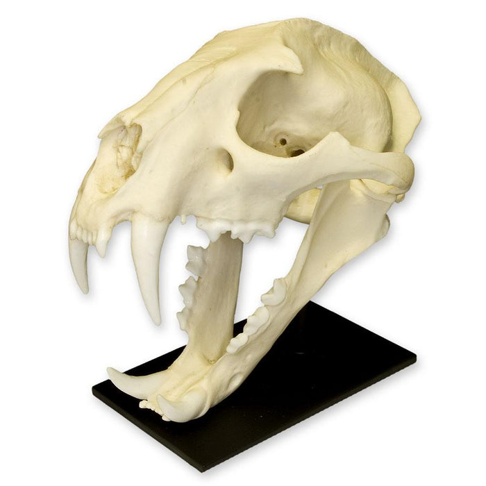 Replica Clouded Leopard Skull