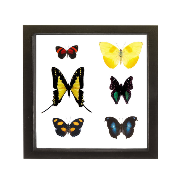 Real Taxidermy Butterflies in Black Frame - Set of 6