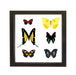 Real Taxidermy Butterflies in Black Frame - Set of 6