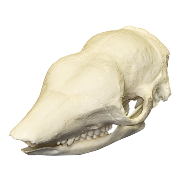 Replica Naked-tailed Armadillo Skull