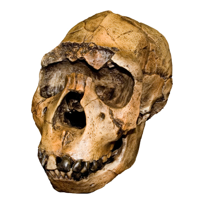 Replica Nariokotome Boy Skull
