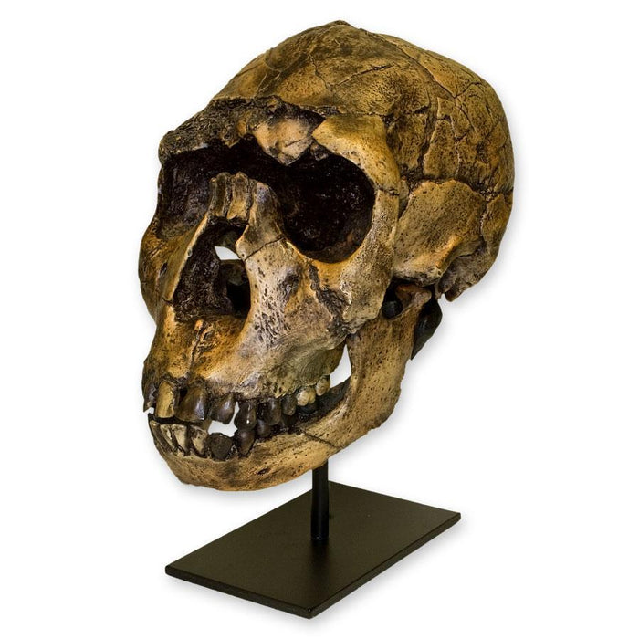 Replica Nariokotome Boy Skull