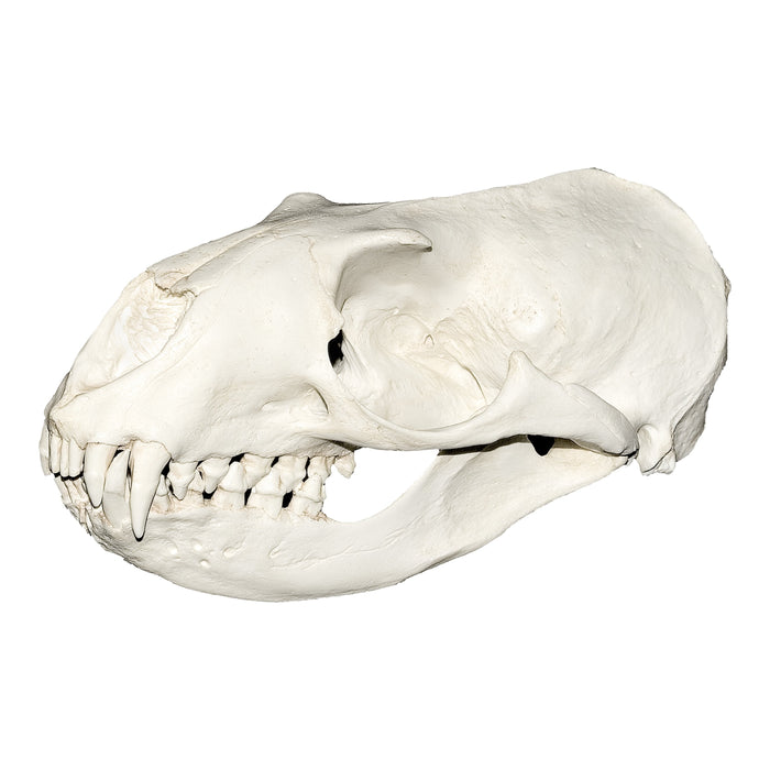 Replica Hooker's Sea Lion Skull