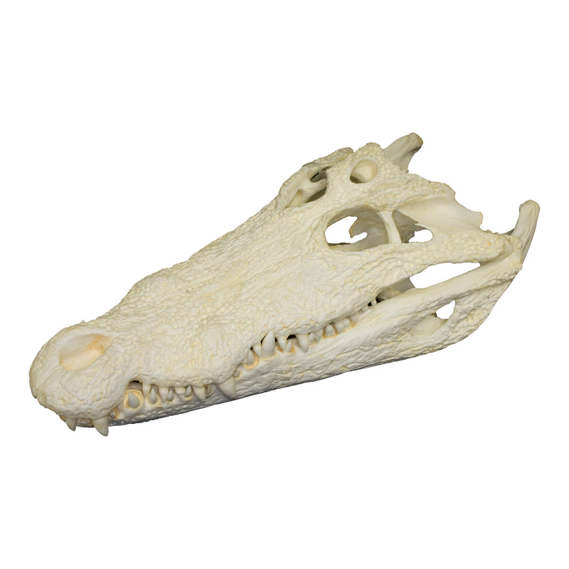 Replica Nile Crocodile Skull (18")