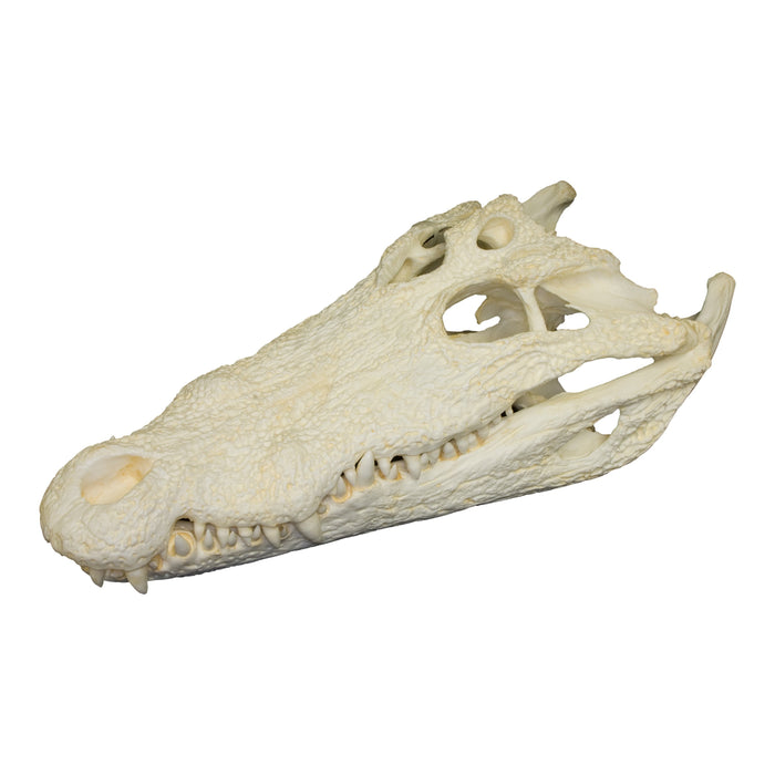 Replica Nile Crocodile Skull (18")