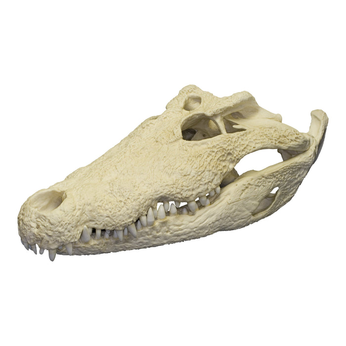 Replica Nile Crocodile Skull (26)"