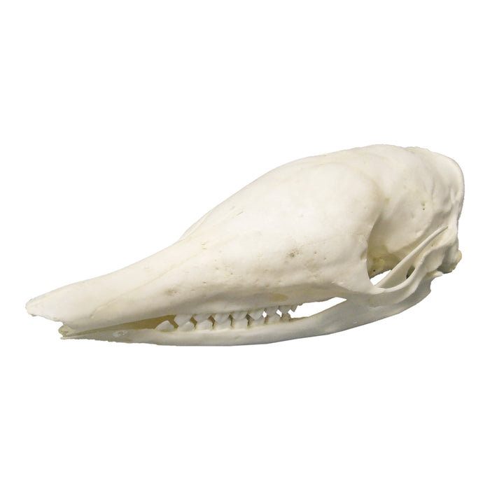 Real Nine-banded Armadillo Skull