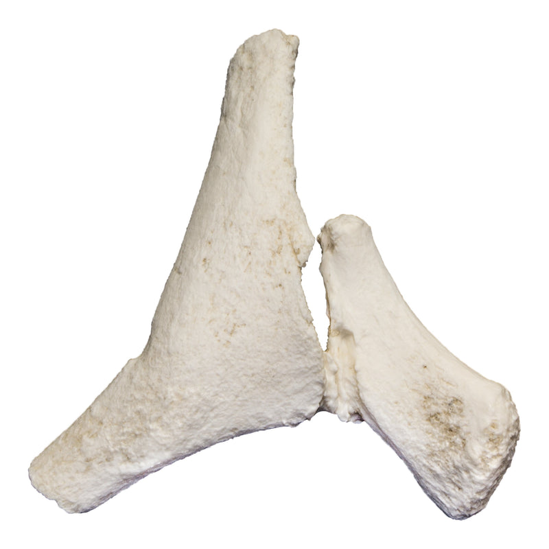 Replica North Atlantic Right Whale Pelvis and Femur
