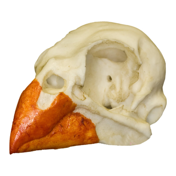 Replica Northern Cardinal Skull