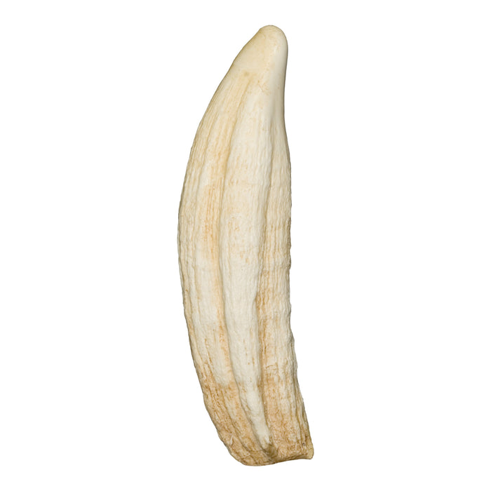 Replica Northern Elephant Seal Canine Tooth