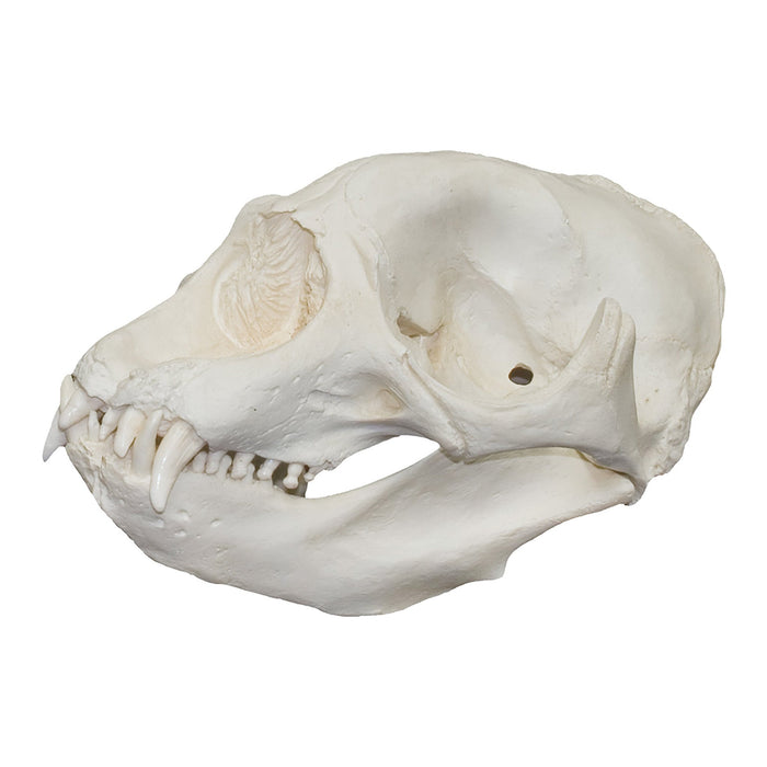 Replica Northern Elephant Seal Skull - Female