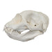 Replica Northern Elephant Seal Skull - Female