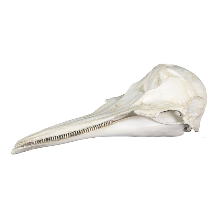 Replica Northern Right Whale Dolphin Skull