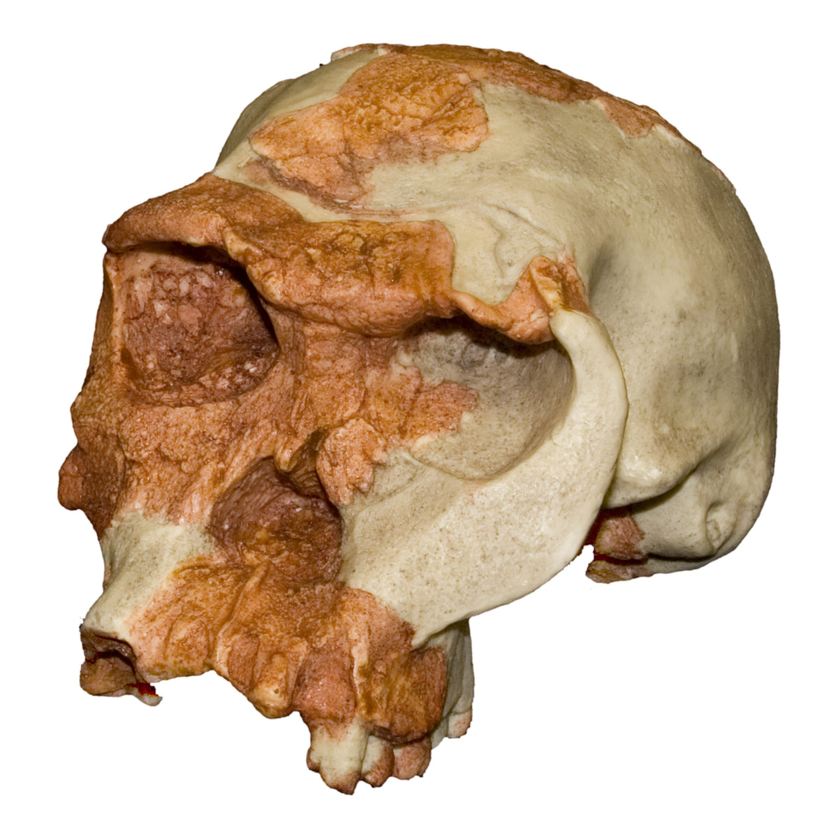 Replica OH 24 Skull For Sale — Skulls Unlimited International, Inc.