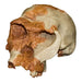 Replica OH 24 Skull