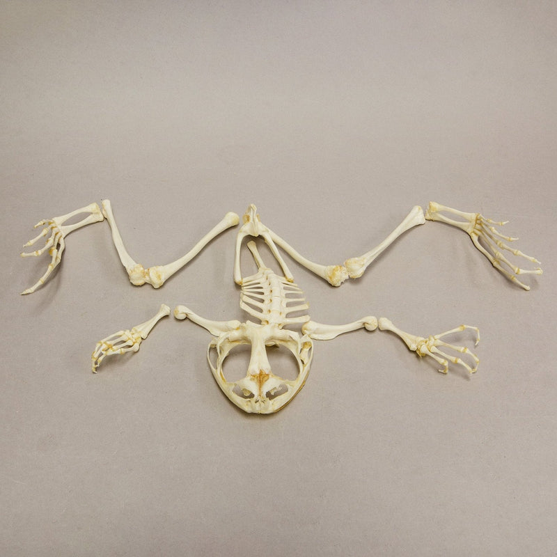 Real Giant Slippery Frog Skeleton - Disarticulated