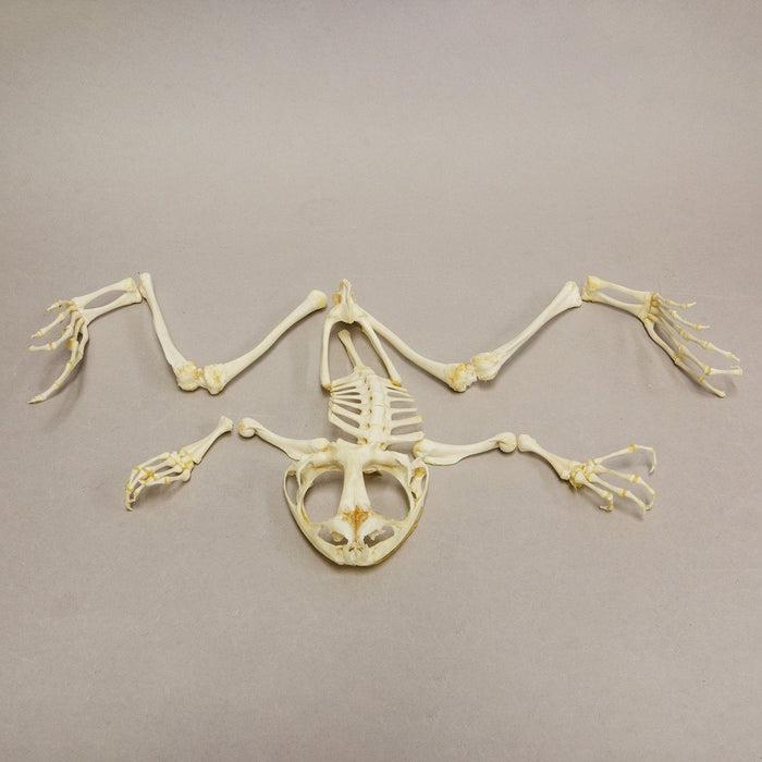 Real Giant Slippery Frog Skeleton