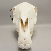 Real Horse Skeleton - Disarticulated