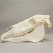 Real Horse Skeleton - Disarticulated