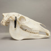 Real Horse Skeleton - Disarticulated
