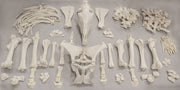 Real Horse Skeleton - Disarticulated