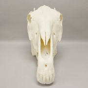 Real Horse Skeleton - Disarticulated