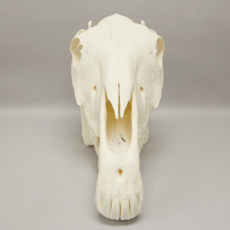 Real Horse Skeleton - Disarticulated