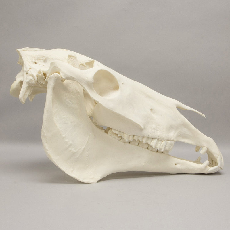Real Horse Skeleton - Disarticulated