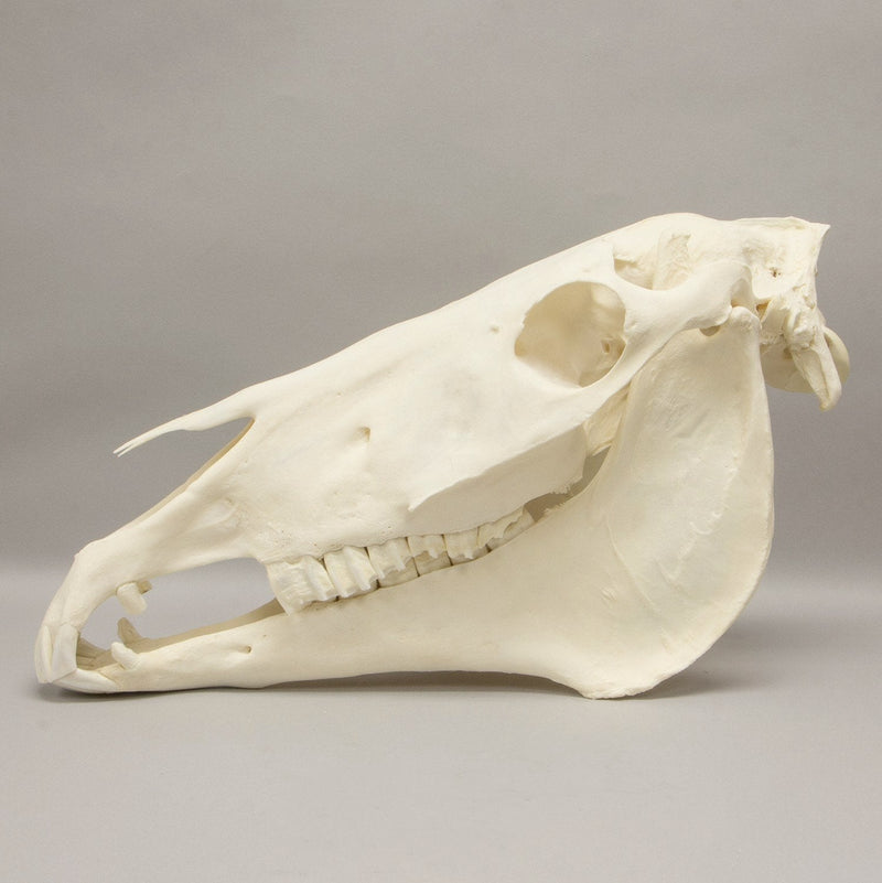 Real Horse Skeleton - Disarticulated