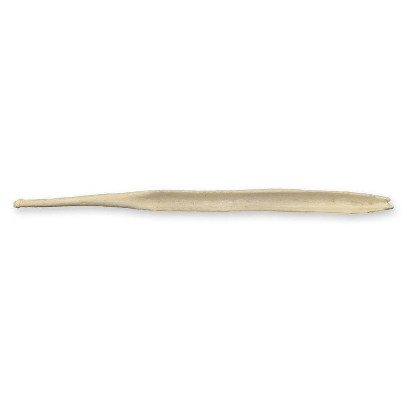Real Gray Wolf Baculum