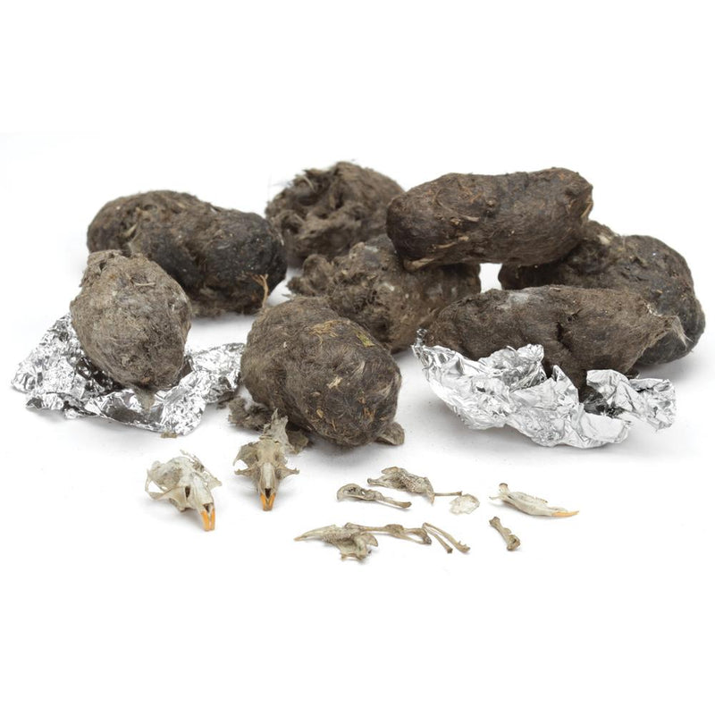 Owl Pellet Kit