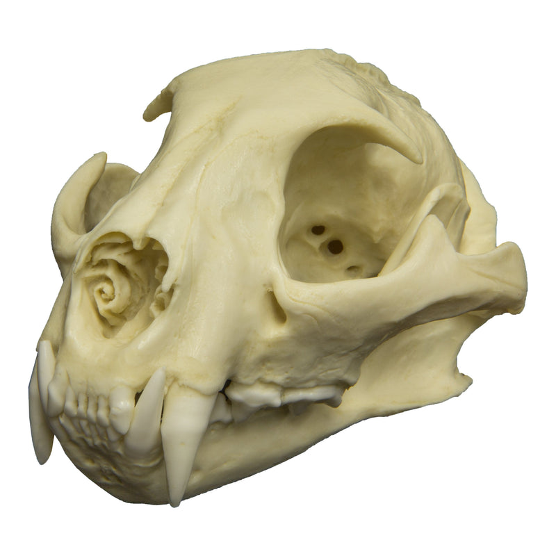 Replica Ocelot Skull