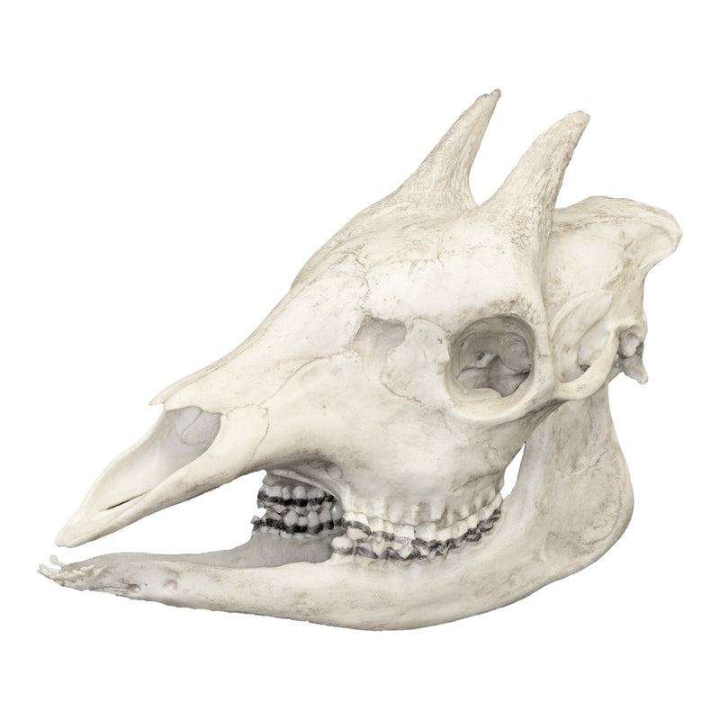 Replica Okapi Skull