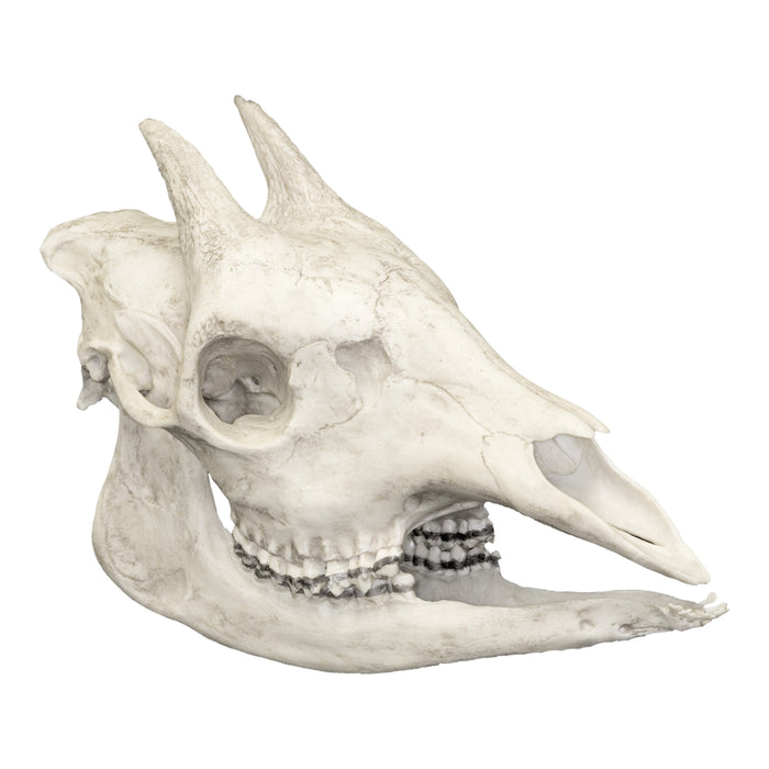 Replica Okapi Skull